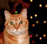 диета на овсяных хлопьях